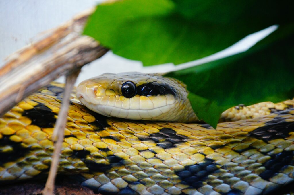 beauty rat snake